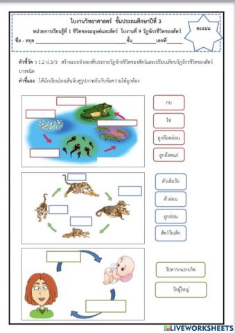วงจรชีวิต
