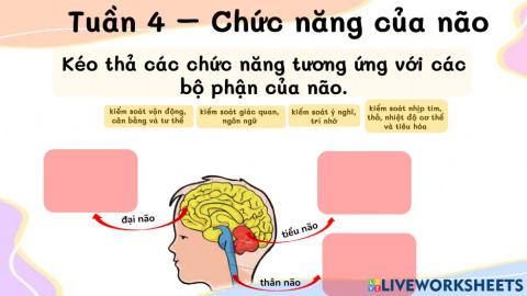 Chức năng của não