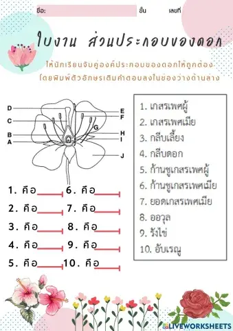 ใบงาน ส่วนประกอบของดอก