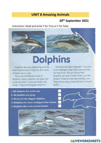 Unit 8 Amazing animals - Dolphins (Reading comprehension)