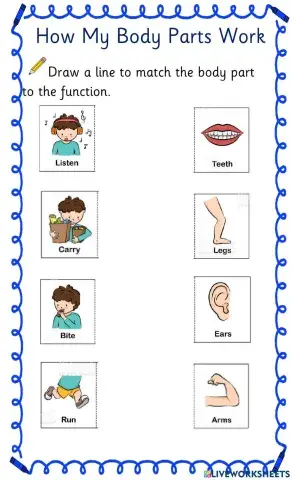 Body Parts & Function