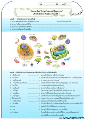 โครงสร้างและหน้าที่ของเซลล์