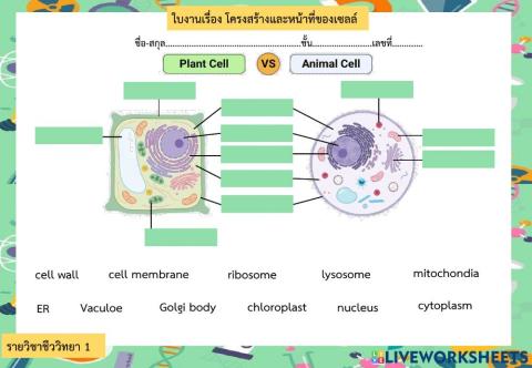 โครงสร้างเซลล