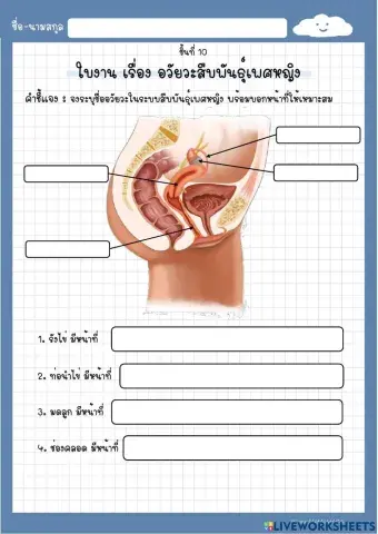 ใบงาน เรื่อง อวัยวะสืบพันธุ์เพศหญิง