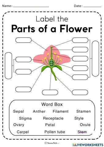 Reproductive Parts of a Flower