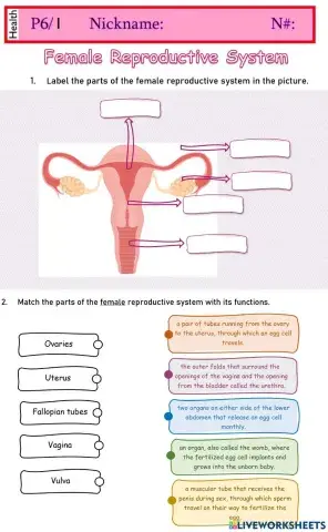 Female reproductive system