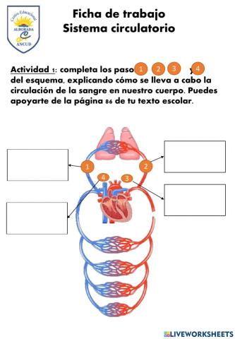 Circulación de la sangre
