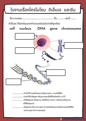 ใบงานเรื่องโครโมโซม ดีเอ็นเอ และยีน