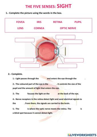 The five senses: Sight.