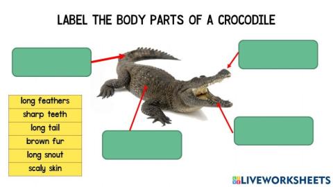 Year 1 Unit 3 Crocodiles