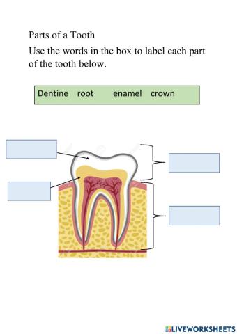 Parts of a tooth