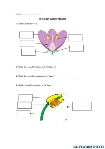The shoot system - flower (no checking answers)