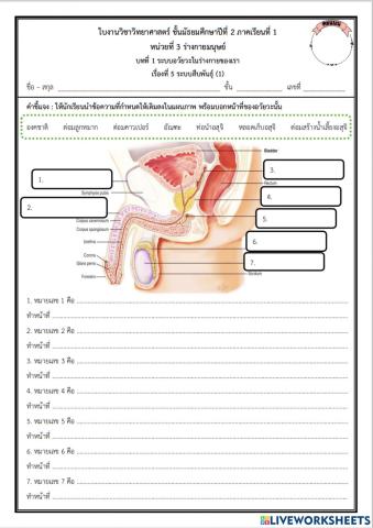 ระบบสืบพันธุ์1