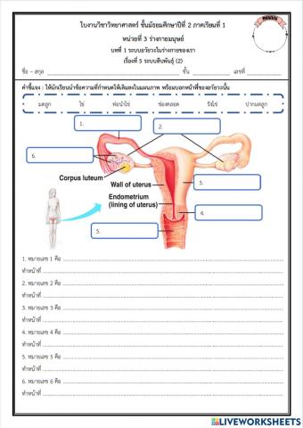 ระบบสืบพันธุ์2