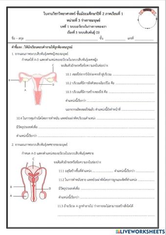 ระบบสืบพันธุ์3