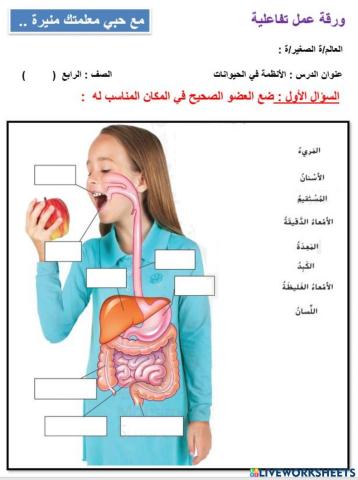 الجهاز الهضمي