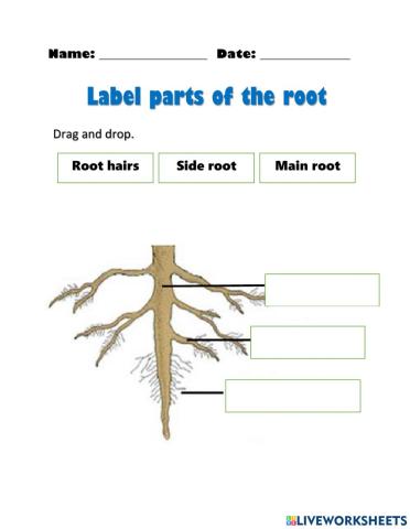 Parts of root