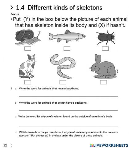 Vertebrates and invertebrates