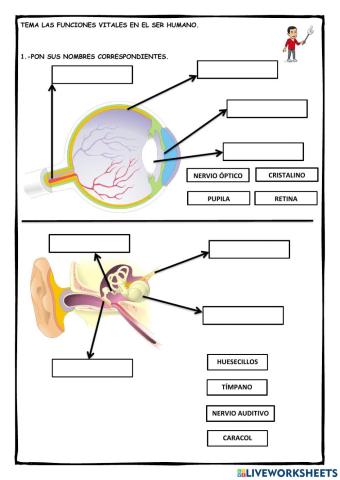 Ficha 1: Funciones vitales del ser humano