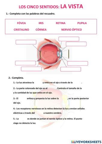 The five senses: Sight.