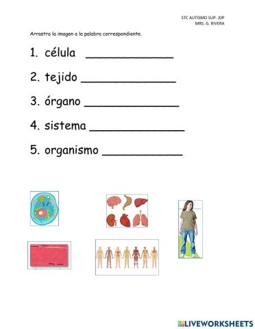 Organización multicelular (célula, tejido, órgano, sistema, organismo)