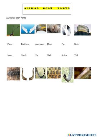 Animal body parts