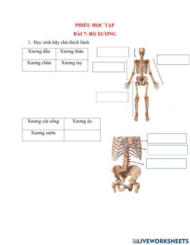 Sinh học 8: bộ xương