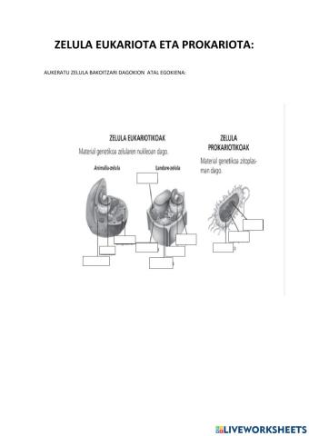 Zelula eukariota eta prokariota
