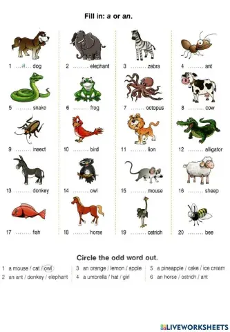 GG1 U1 Artictes a-an