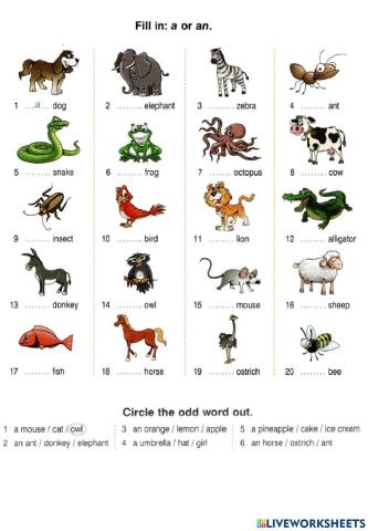 GG1 U1 Artictes a-an