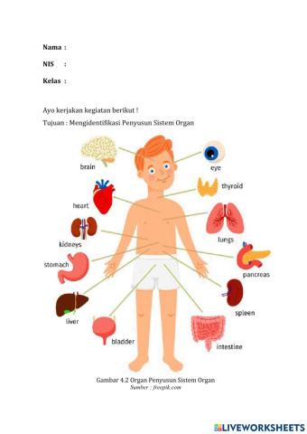 Reflect sistem organ
