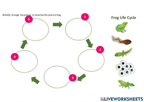 Life cycle of a frog