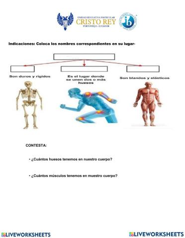 Aparato locomotor