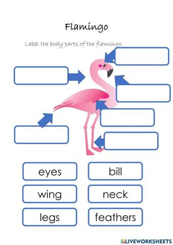 Label the flamingo