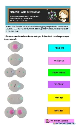 Mitosis, Meiosis y Enfermedades Relacionadas con el Ciclo Celular