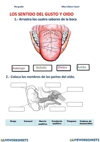 Sentidos del gusto y oido