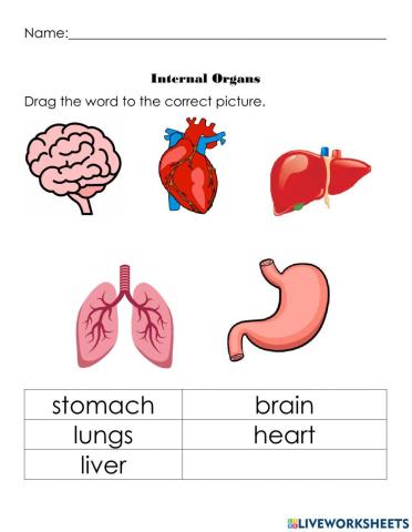 Internal Organs 