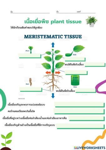 Meristematic tissue