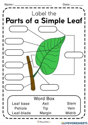 parts of a leaf