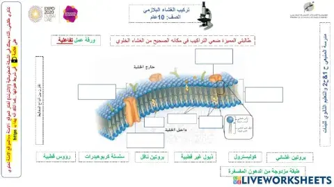الغشاء البلازمي