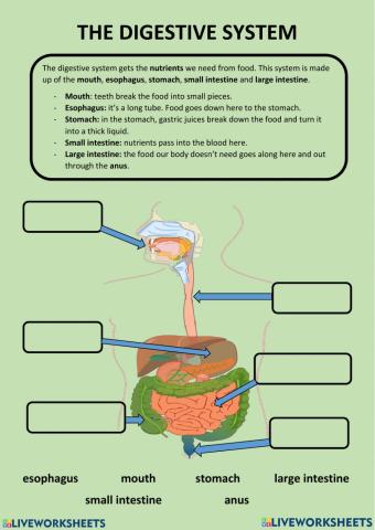 Digestive system