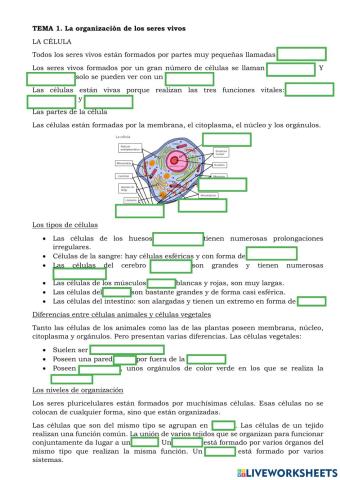6º CN La organización de los seres vivos