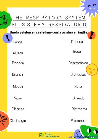 Respiratory sytem
