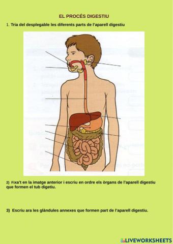 El procés digestiu