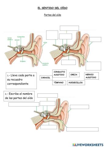 EL OÍDO (partes del oído)