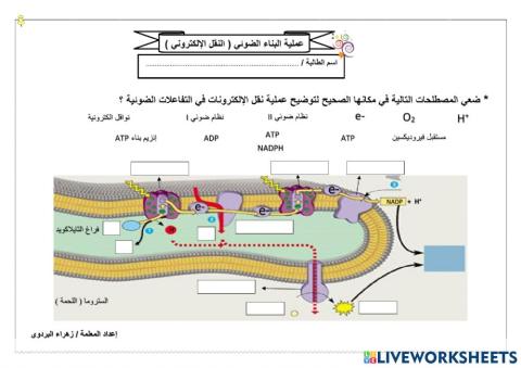 عملية البناء الضوئي ( النقل الالكتروني )