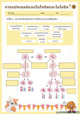 แบบฝึกหัดการแบ่งเซลล์