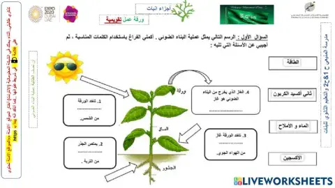 النباتات وأجزاؤها