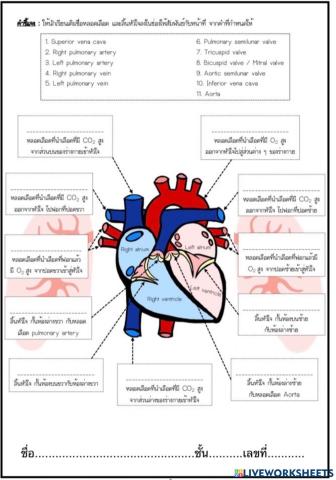 ระบบหมุนเวียนเลือด
