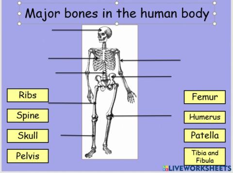 Skeleton bones